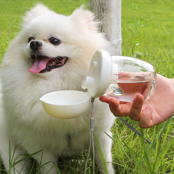 Gourde de voyage pour chien
